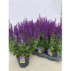 SALVIA NE OV