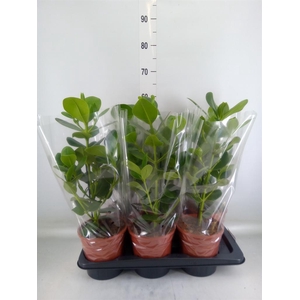 Clusia rosea 'Princess'