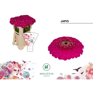 Germini Pomponi Japio Water x40