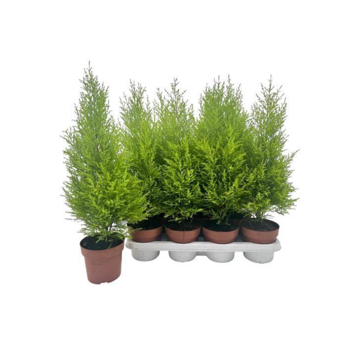 <h4>CUPR MA GOLDC WILMA</h4>