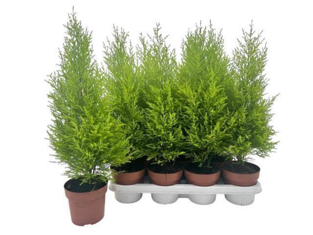 <h4>CUPR MA GOLDC WILMA</h4>