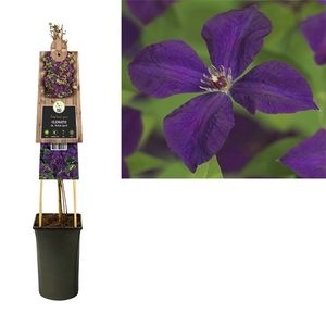 Clematis vit. 'Polish Spirit' +3.0 label