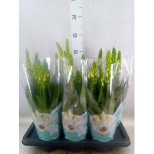 Ornithogalum thyrs.