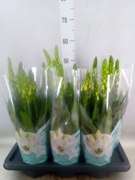 <h4>Ornithogalum thyrs.</h4>
