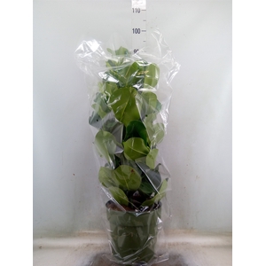 Clusia rosea