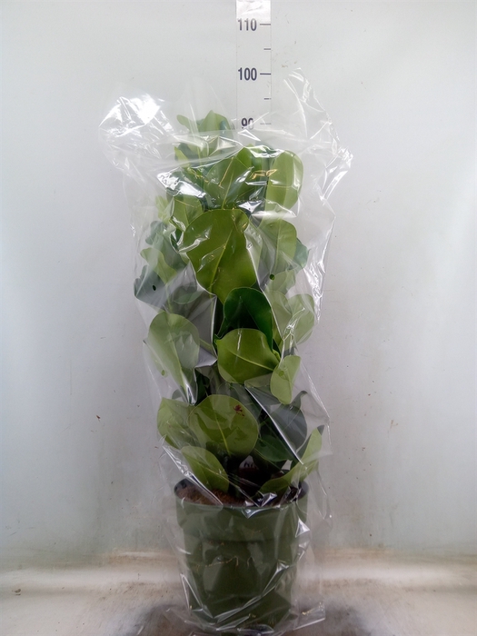 <h4>Clusia rosea</h4>