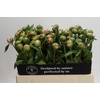 Paeonia Alertie