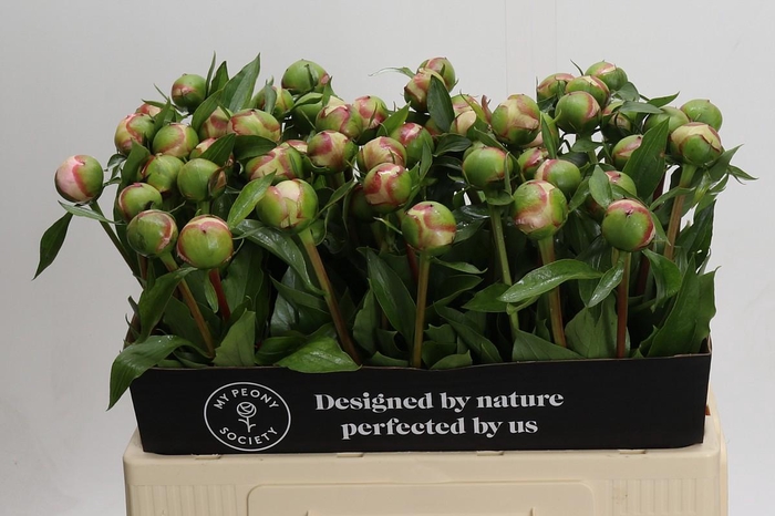 <h4>Paeonia Alertie</h4>