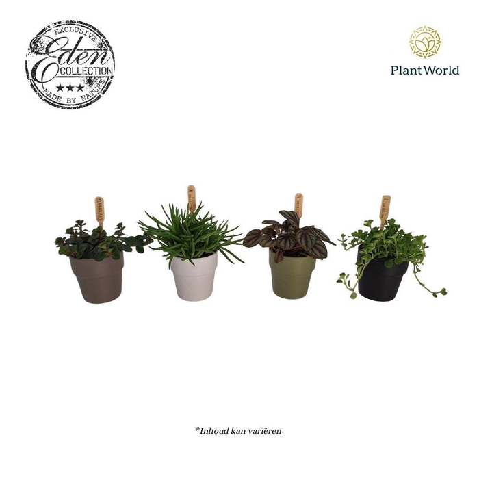 <h4>Gemengde tray 5,5cm in dubai potje</h4>