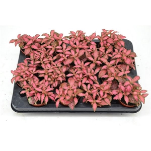 fittonia forest flame 7 cm