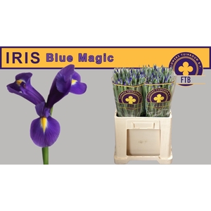IRIS BLUE MAGIC