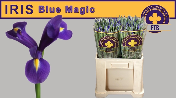 <h4>IRIS BLUE MAGIC</h4>