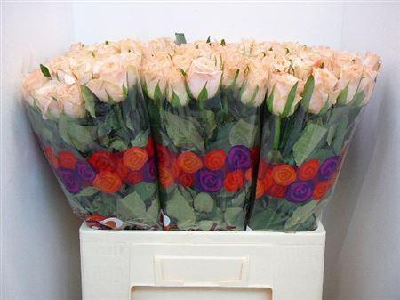 <h4>R Gr Mayfair!</h4>