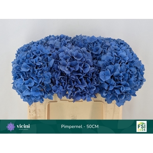 HYDR M CH PIMPERNEL