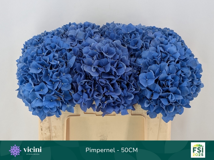 <h4>HYDR M CH PIMPERNEL</h4>
