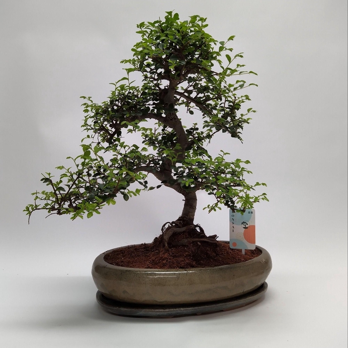 <h4>Zelkova S-shape Bonsai 'Oval' 35 cm</h4>