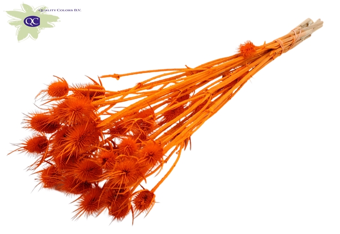 Cardi Distel Bleached 10pc/bunch 55cm Orange