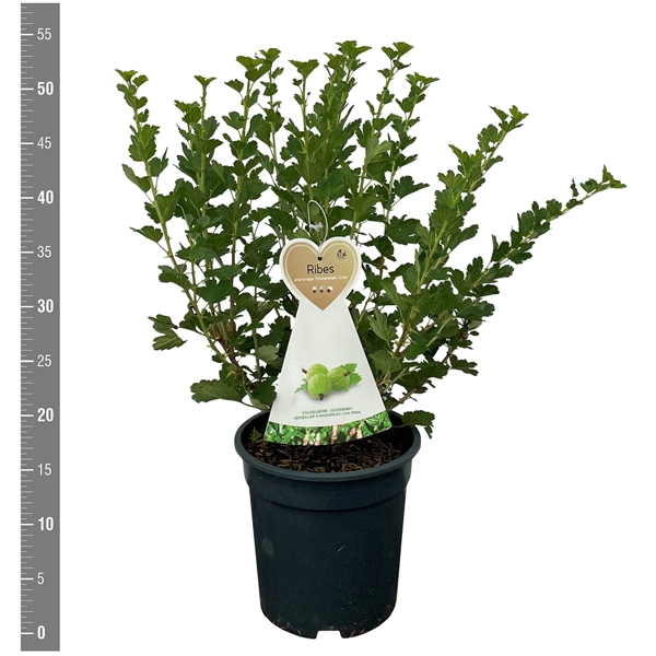 <h4>Ribes u.c. Hinnonmaki Groen 3 liter (kruisbes)</h4>