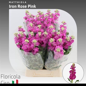 MATTH IRON ROSE PINK