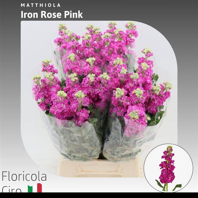 <h4>MATTH IRON ROSE PINK</h4>