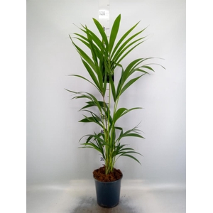 Howea forsteriana