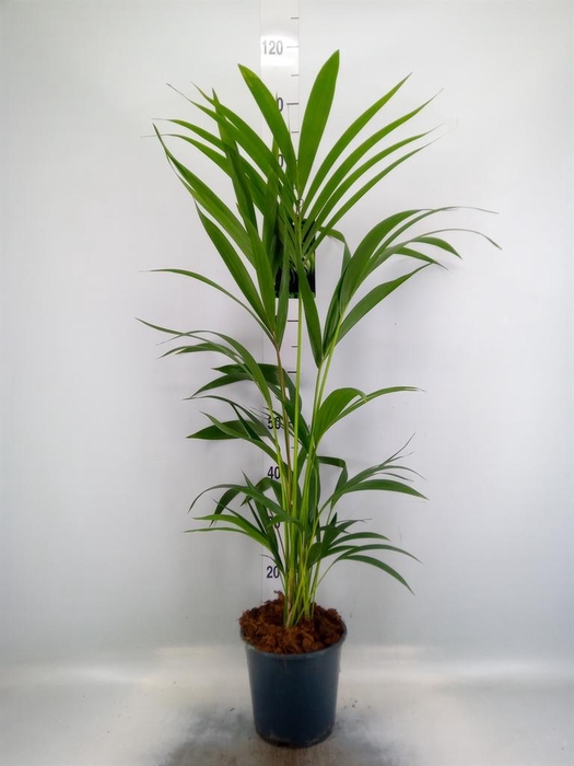 <h4>Howea forsteriana</h4>