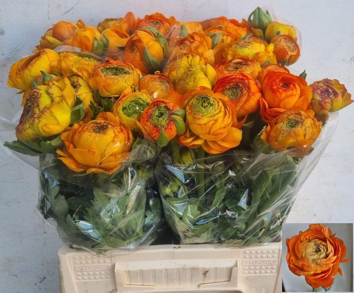 <h4>RAN AAZUR ORANGE</h4>