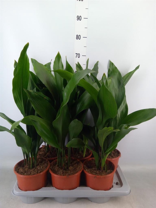 <h4>Aspidistra elat.</h4>
