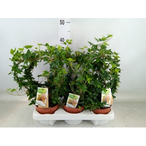 Hedera   ...green leafed