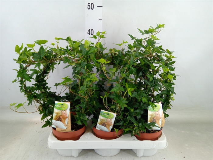 <h4>Hedera   ...green leafed</h4>