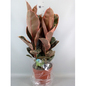 Ficus elastica 'Belize'
