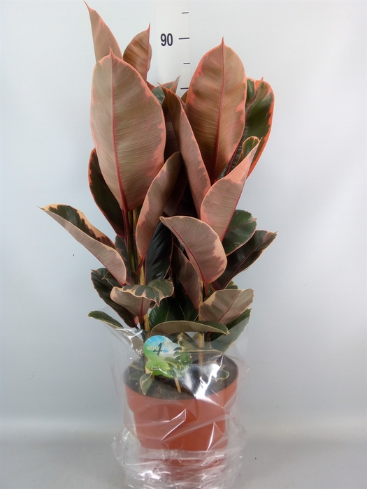<h4>Ficus elastica 'Belize'</h4>