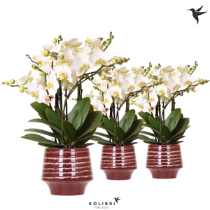 Kolibri Orchids Phalaenopsis Blossom Lausanne 6 spike in Moonstone pot red