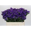 Limonium sinuatum Navy Sun Birds