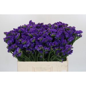 Limonium sinuatum Navy Sun Birds