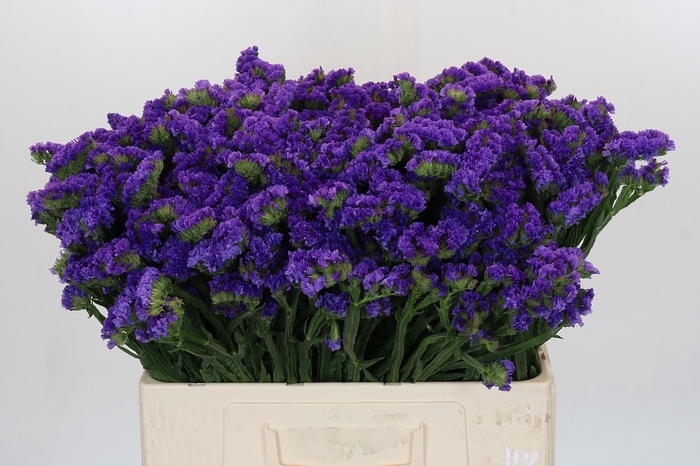 <h4>Limonium sinuatum Navy Sun Birds</h4>