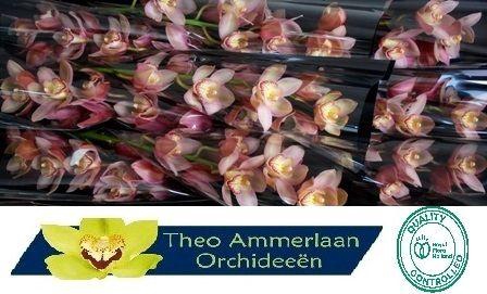 <h4>Reynella 60</h4>