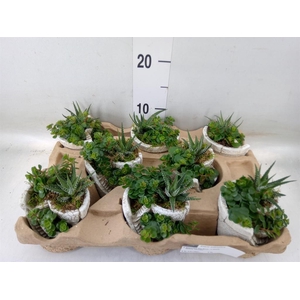 Arr.   Kamerplant Groen L%