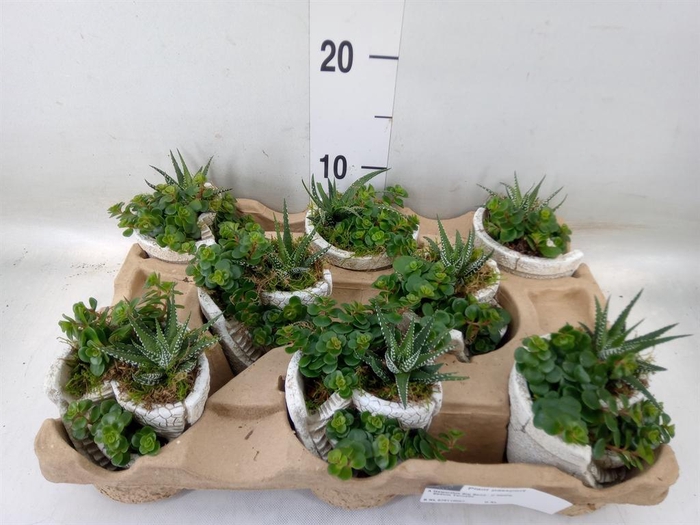 <h4>Arr. Kamerplant Groen L%</h4>