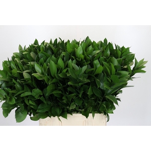 RUSCUS HYPOPHYLLUM