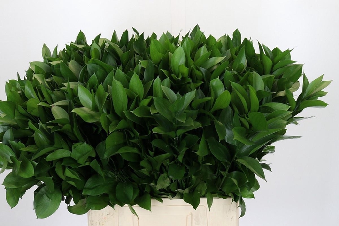 <h4>RUSCUS HYPOPHYLLUM</h4>