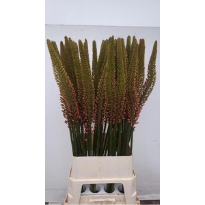 EREMURUS CLEOPATRA