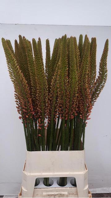<h4>EREMURUS CLEOPATRA</h4>