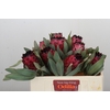 Protea Barbigera Ruby Princess Air