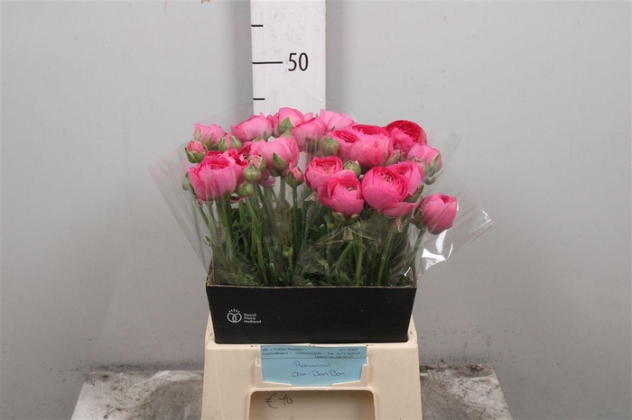 <h4>Ran Amadine Bonbon</h4>