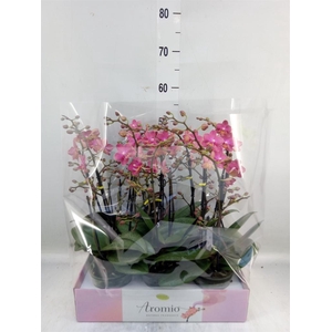 Phalaenopsis multi.   ...orange