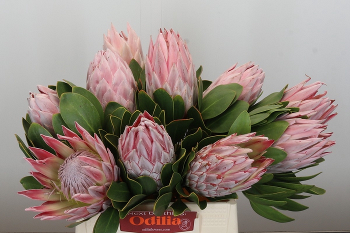 <h4>Protea Cynaroides</h4>