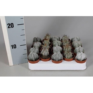 CACTUS GEM