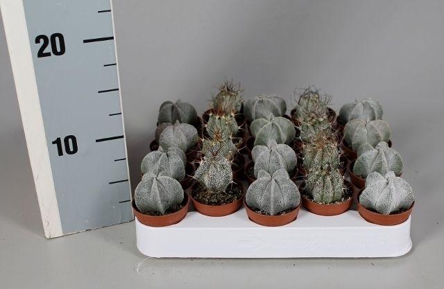 <h4>CACTUS GEM</h4>