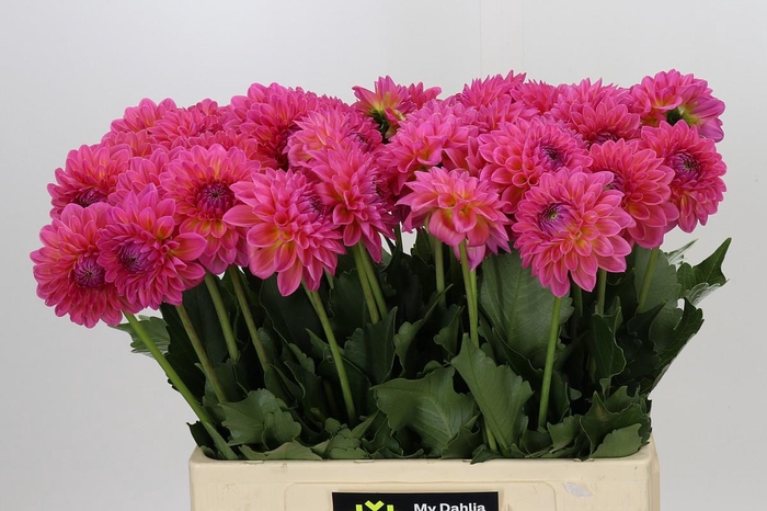 Dahlia Barbados